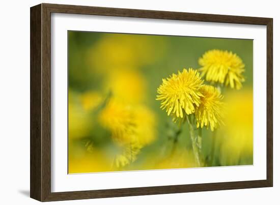 Dandelions in Full Bloom on a Meadow in Spring-null-Framed Photographic Print