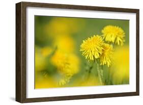 Dandelions in Full Bloom on a Meadow in Spring-null-Framed Photographic Print
