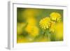 Dandelions in Full Bloom on a Meadow in Spring-null-Framed Photographic Print