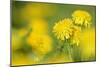 Dandelions in Full Bloom on a Meadow in Spring-null-Mounted Photographic Print