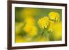 Dandelions in Full Bloom on a Meadow in Spring-null-Framed Photographic Print