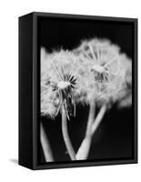 Dandelions-null-Framed Stretched Canvas