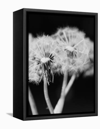 Dandelions-null-Framed Stretched Canvas