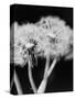 Dandelions-null-Stretched Canvas