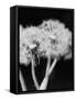 Dandelions-null-Framed Stretched Canvas