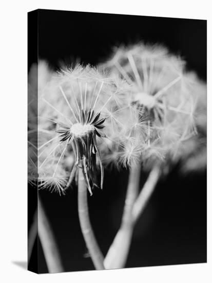 Dandelions-null-Stretched Canvas