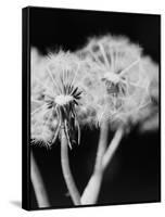 Dandelions-null-Framed Stretched Canvas