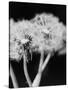 Dandelions-null-Stretched Canvas