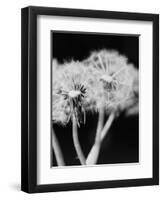 Dandelions-null-Framed Premium Photographic Print