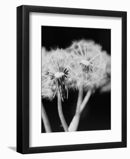 Dandelions-null-Framed Premium Photographic Print