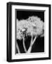 Dandelions-null-Framed Premium Photographic Print