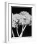 Dandelions-null-Framed Premium Photographic Print