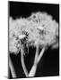 Dandelions-null-Mounted Premium Photographic Print