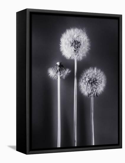 Dandelions-Graeme Harris-Framed Stretched Canvas