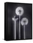 Dandelions-Graeme Harris-Framed Stretched Canvas