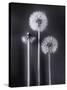 Dandelions-Graeme Harris-Stretched Canvas