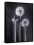 Dandelions-Graeme Harris-Framed Stretched Canvas