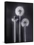 Dandelions-Graeme Harris-Framed Stretched Canvas