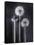 Dandelions-Graeme Harris-Framed Stretched Canvas