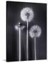 Dandelions-Graeme Harris-Stretched Canvas