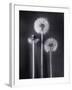 Dandelions-Graeme Harris-Framed Premium Photographic Print