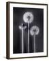Dandelions-Graeme Harris-Framed Premium Photographic Print