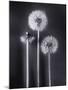 Dandelions-Graeme Harris-Mounted Premium Photographic Print