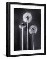 Dandelions-Graeme Harris-Framed Photographic Print