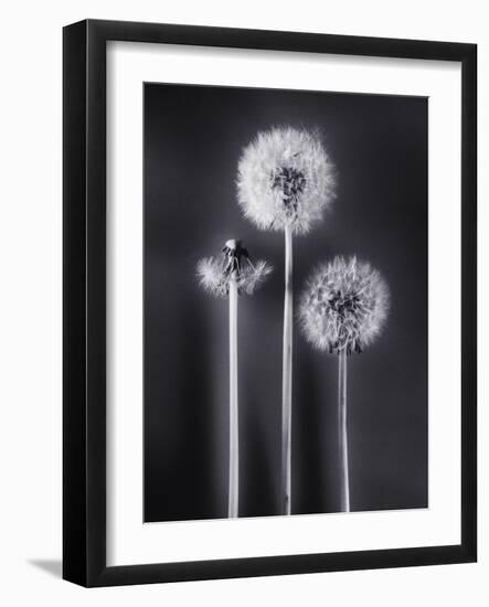 Dandelions-Graeme Harris-Framed Photographic Print