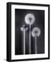 Dandelions-Graeme Harris-Framed Photographic Print