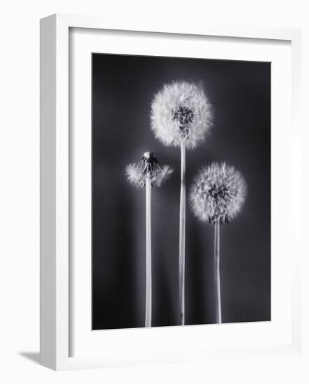 Dandelions-Graeme Harris-Framed Photographic Print