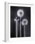 Dandelions-Graeme Harris-Framed Photographic Print