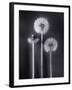 Dandelions-Graeme Harris-Framed Photographic Print