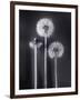 Dandelions-Graeme Harris-Framed Photographic Print