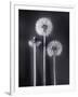 Dandelions-Graeme Harris-Framed Photographic Print