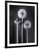 Dandelions-Graeme Harris-Framed Photographic Print