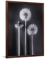 Dandelions-Graeme Harris-Framed Photographic Print