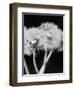 Dandelions-null-Framed Photographic Print