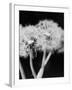 Dandelions-null-Framed Photographic Print