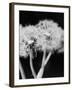 Dandelions-null-Framed Photographic Print