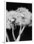 Dandelions-null-Framed Photographic Print