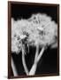 Dandelions-null-Framed Photographic Print