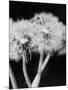 Dandelions-null-Mounted Photographic Print