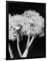 Dandelions-null-Framed Photographic Print