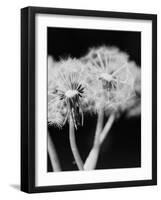 Dandelions-null-Framed Photographic Print