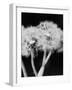 Dandelions-null-Framed Photographic Print