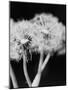 Dandelions-null-Mounted Photographic Print