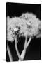 Dandelions-null-Stretched Canvas