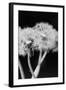 Dandelions-null-Framed Giclee Print