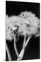 Dandelions-null-Mounted Giclee Print